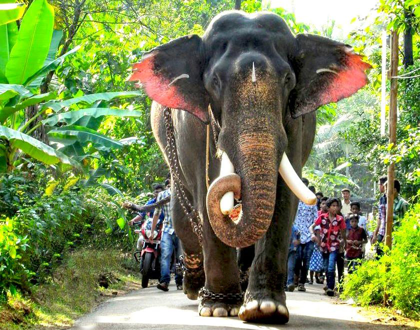 Kerala Grand Tour — Munnar, Thekkady, Alleppey & Kovalam (Standard)