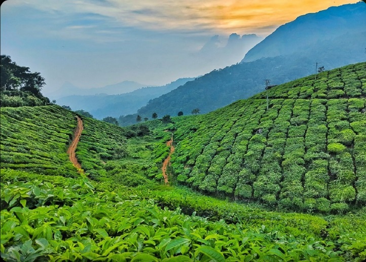 Kerala Grand Tour — Munnar, Thekkady, Alleppey & Kovalam (Deluxe)